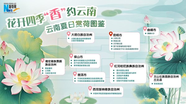 石家庄股票配资 云南夏日赏荷图鉴